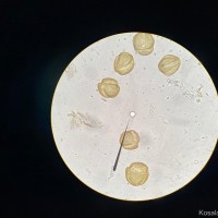 Oroxylum indicum (L.) Kurz